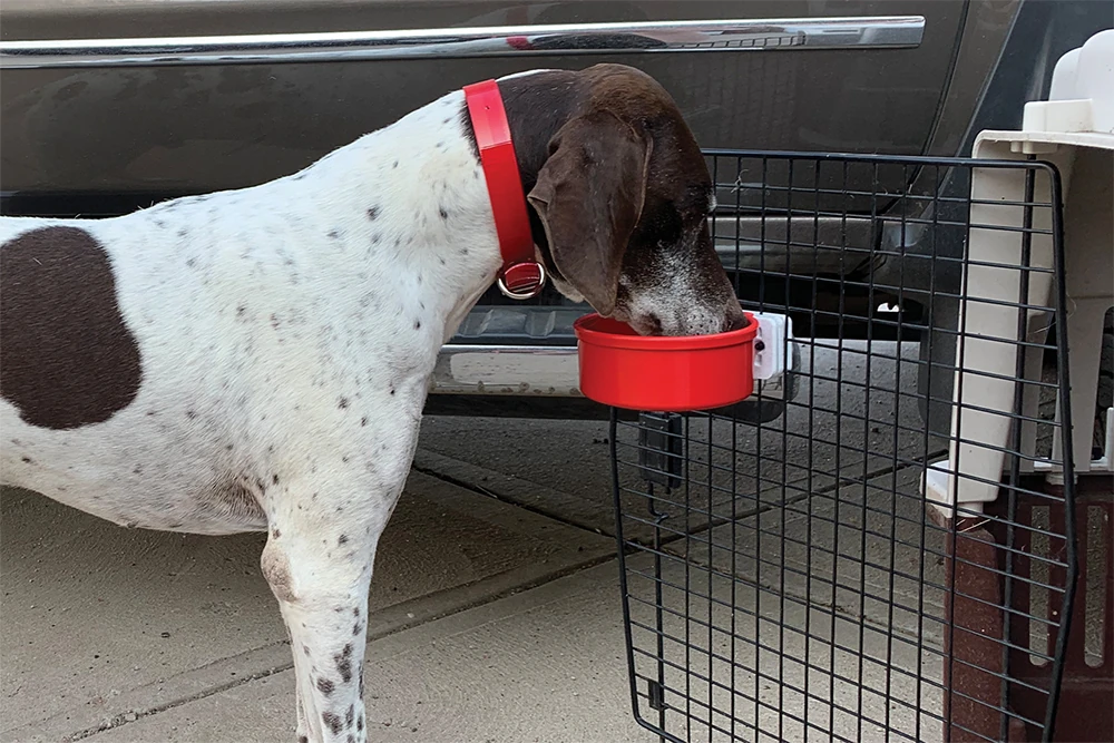 Dog using a red Kennel Gear bowl attached to a travel crate